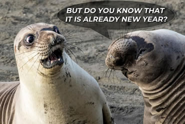 funny photo two seals are surprised that we are already on New Year's Eve